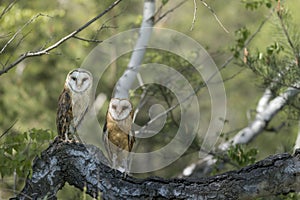 Barn owls sitting on the birch tree