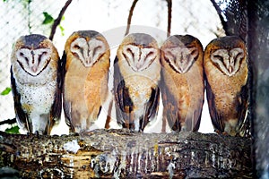 Barn owls on tree branch