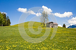 Dandelions on summer meadow with blue sky and barn on hill in Bavaria, Germany