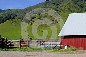 Barn red with cows Lompoc California