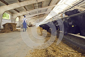 Barn with row of stables with feeding black cows or buffaloes and farm worker adding up some fodder