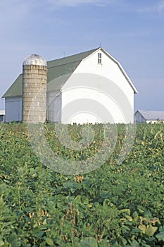 Barn and silo in middle of corn field