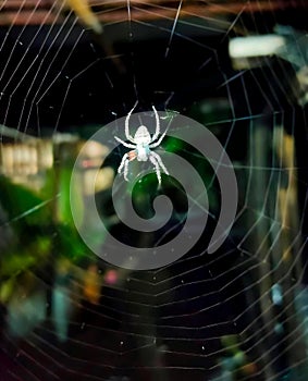 Barn spider on web