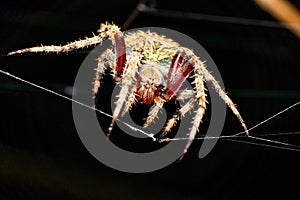Barn spider on spider web