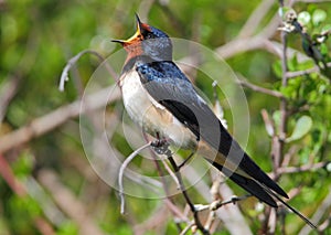 Barn Swallow