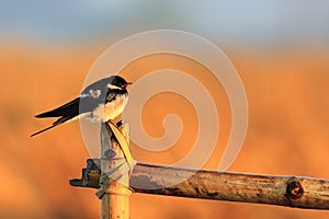 Barn Swallow