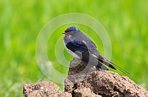 Barn swallow