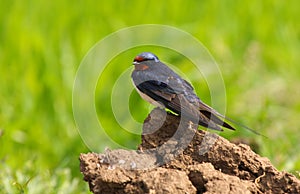 Barn swallow