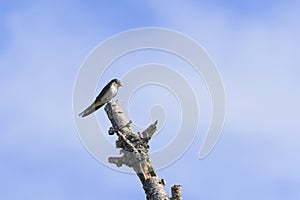 Barn Swallow