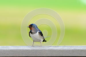 Barn Swallow