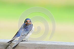 Barn Swallow