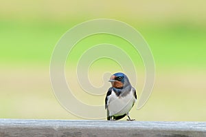 Barn Swallow