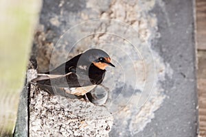 Barn Swallow