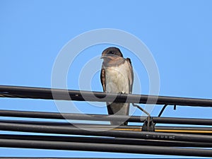 Barn Swallow