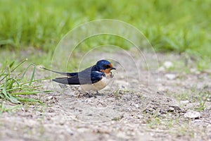 Barn Swallow  802553