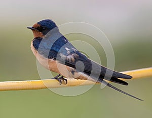 Barn Swallow Adult Male Perched on a Wire.