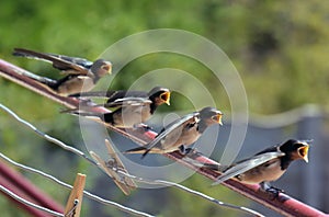 Barn Swallow baby birds family waiting for eating with open beaks