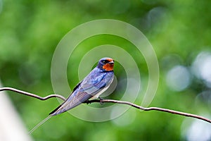 Barn swallow beautiful wild bird