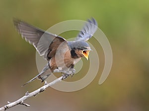 Barn swallow begging for food