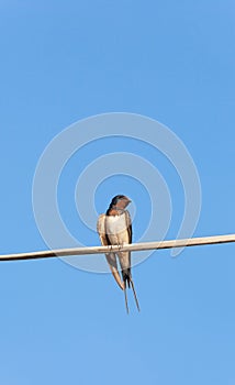 Barn Swallow bird