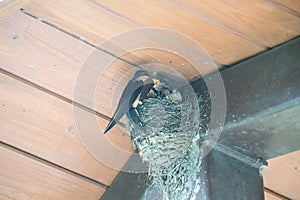Barn Swallow Bird Feeds Babies in Mud Nest in Eve of Roof