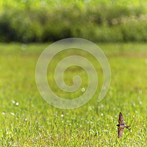 Barn swallow bird flying upon a meadow