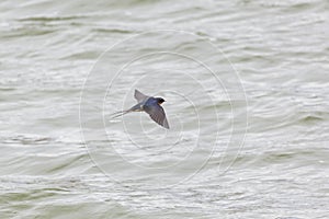 Barn swallow bird