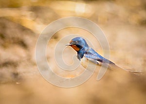 Barn swallow bird