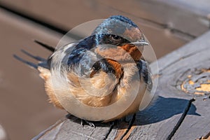 Barn Swallow Bird in Lakewood, Colorado