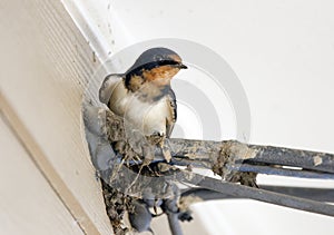 Barn Swallow bird on mud nest under roof