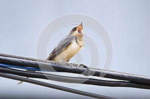 Barn Swallow bird open beak singing perched on telephone wire