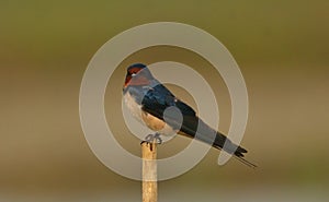 Barn swallow bird in a perch .