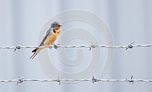 Barn Swallow bird perched on barbed wire, Monroe Georgia USA