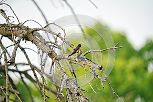 Barn Swallow bird perched among bare branches