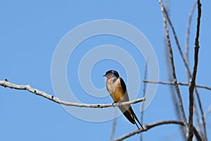 Barn swallow bird perched on limb