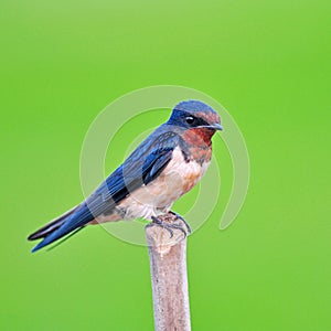Barn swallow bird photo