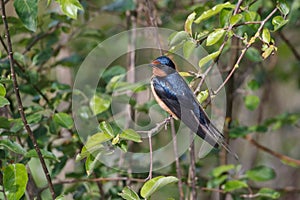 Barn swallow bird