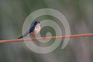 Barn swallow bird