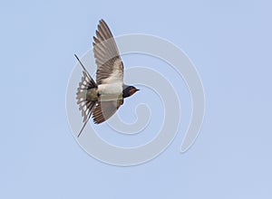 Barn Swallow caught in flight