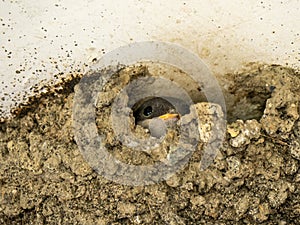 Barn swallow chick