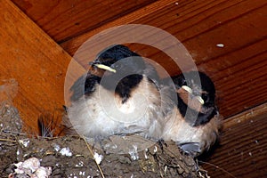 Barn Swallow Chicks 3