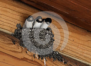 Barn swallow chicks in the nest