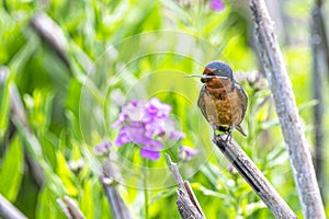 Barn Swallow Collecting Nesting Material