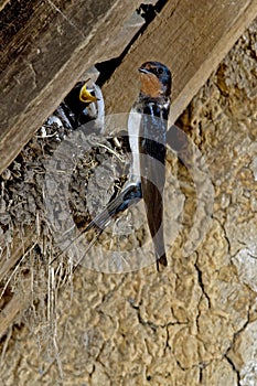 Barn Swallow or European Swallow, hirundo rustica, Adult Feeding Chicks at Nest, Normandy