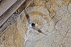 BARN SWALLOW OR EUROPEAN SWALLOW hirundo rustica, ADULT IN FLIGHT, FEEDING CHICKS AT NEST, NORMANDY IN FRANCE