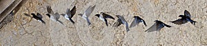 Barn Swallow or European Swallow, hirundo rustica, Adult in Flight, Multiflash photo Sequence, Normandy