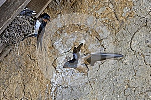 Barn Swallow or European Swallow, hirundo rustica, Adults in Flight, Feeding Chicks at Nest, Normandy