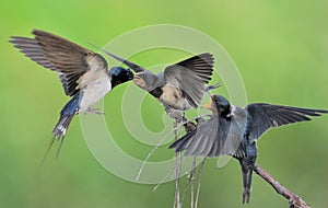 Barn Swallow family photo