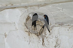 Barn Swallow Family in Nest - Poland