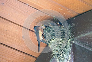 Barn Swallow Feeding Babies: An adult barn swallow bird feeding hungry baby barn swallows in a mud bird next in the eve of a